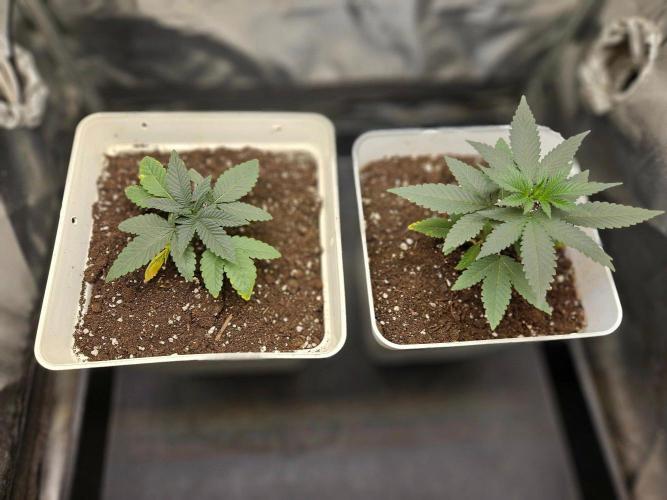 Lord Kush. Week 4