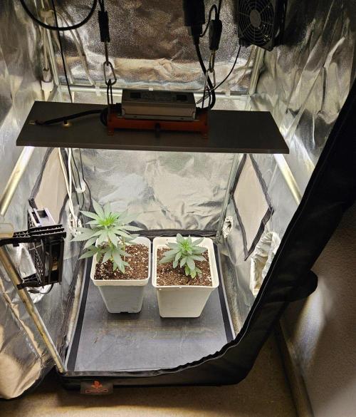 LORD KUSH...Delicious Seeds 2026 Contest. Week 5