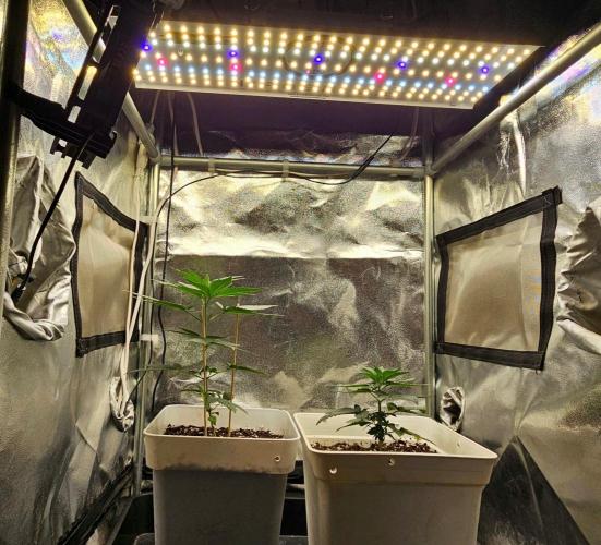 LORD KUSH...Delicious Seeds 2026 Contest. Week 5