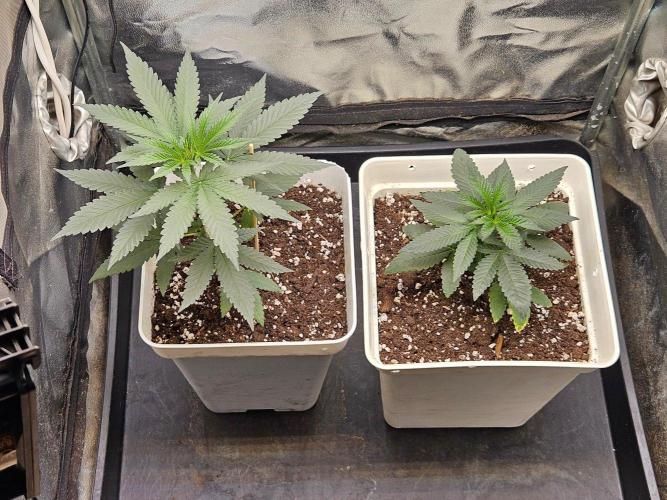 LORD KUSH...Delicious Seeds 2026 Contest. Week 5