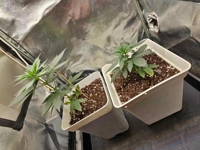LORD KUSH...Delicious Seeds 2026 Contest. Week 5