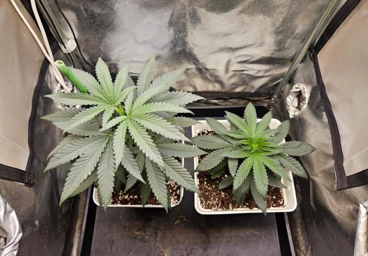 LORD KUSH...Delicious Seeds 2026 Contest. Week 6