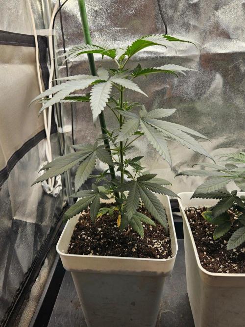 LORD KUSH...Delicious Seeds 2026 Contest. Week 6