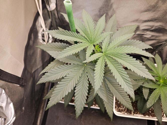 LORD KUSH...Delicious Seeds 2026 Contest. Week 6