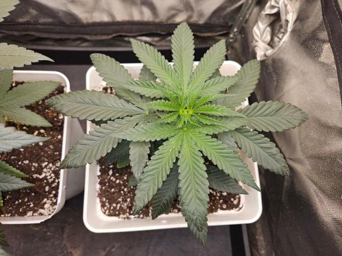 LORD KUSH...Delicious Seeds 2026 Contest. Week 6