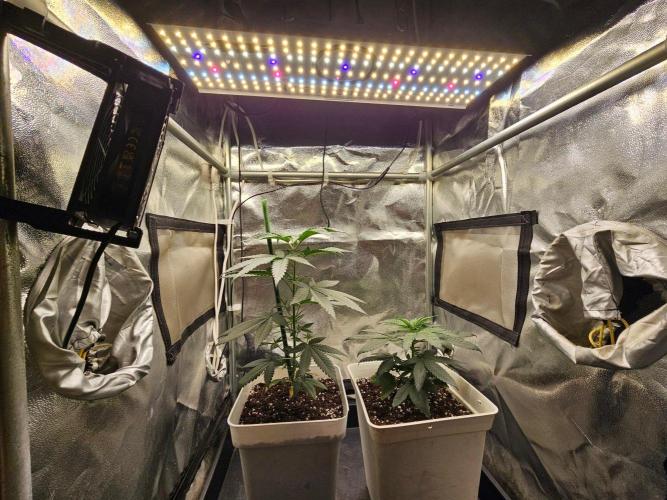 LORD KUSH...Delicious Seeds 2026 Contest. Week 6