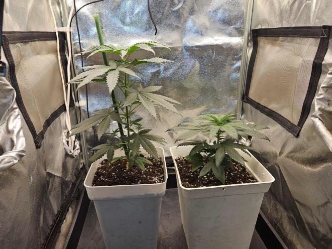 LORD KUSH...Delicious Seeds 2026 Contest. Week 6