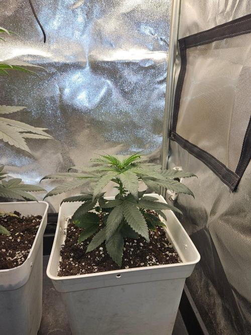 LORD KUSH...Delicious Seeds 2026 Contest. Week 6