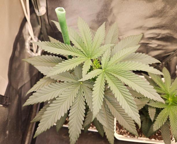 Lord Kush. Week 6