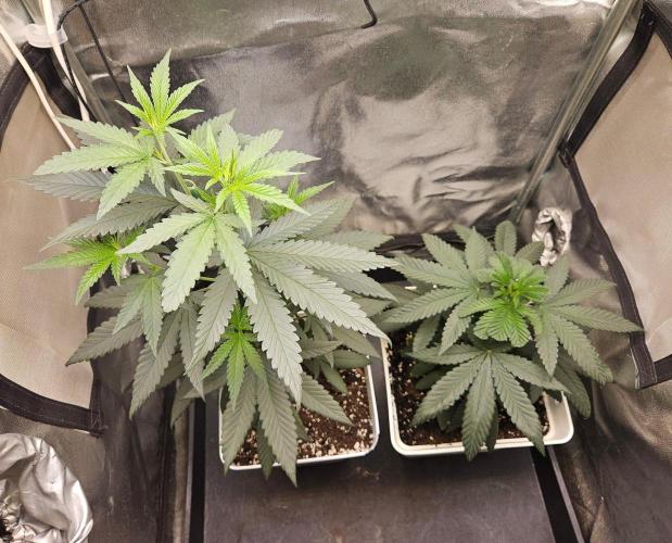 LORD KUSH...Delicious Seeds 2026 Contest. Week 7