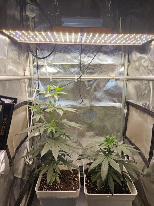 LORD KUSH...Delicious Seeds 2026 Contest. Week 7
