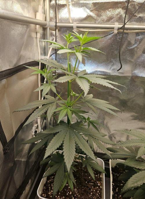 LORD KUSH...Delicious Seeds 2026 Contest. Week 7