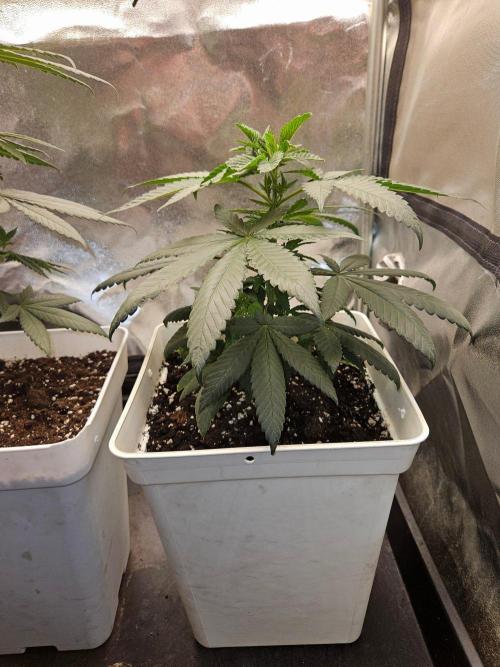 LORD KUSH...Delicious Seeds 2026 Contest. Week 7