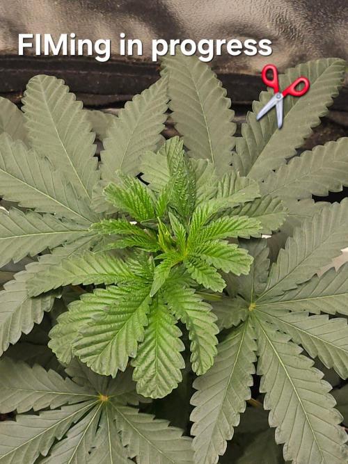 Lord Kush. Week 7