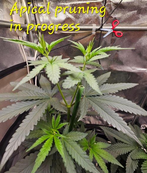 LORD KUSH...Delicious Seeds 2026 Contest. Week 7