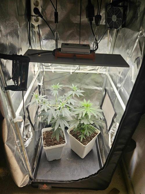LORD KUSH...Delicious Seeds 2026 Contest. Week 8