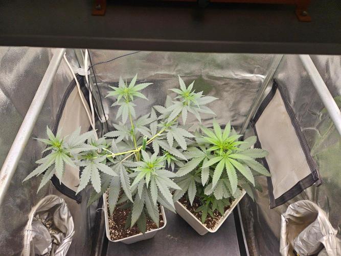 LORD KUSH...Delicious Seeds 2026 Contest. Week 8
