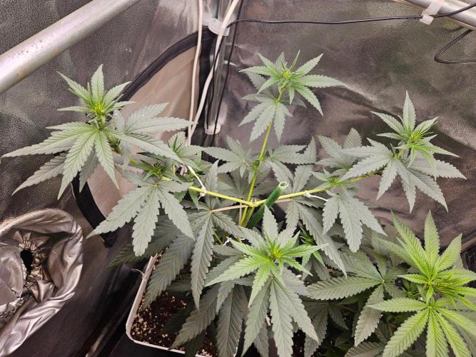 LORD KUSH...Delicious Seeds 2026 Contest. Week 8