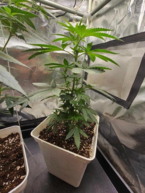 LORD KUSH...Delicious Seeds 2026 Contest. Week 8