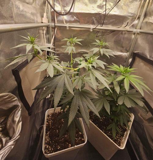 LORD KUSH...Delicious Seeds 2026 Contest. Week 8