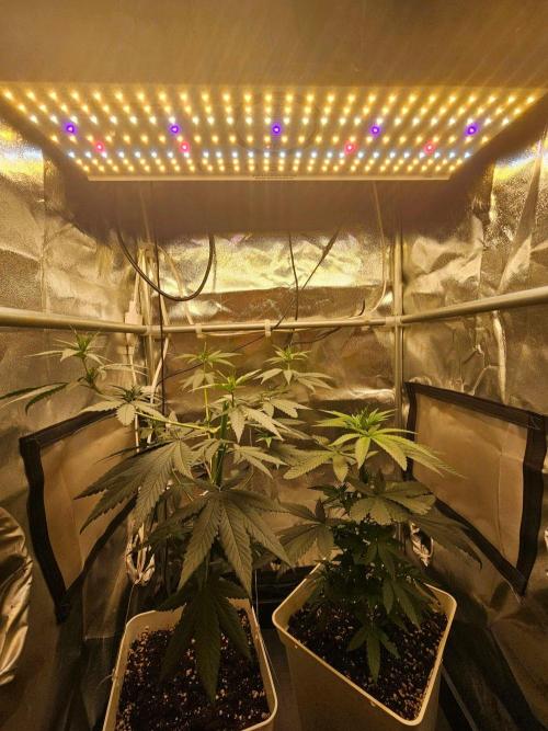 LORD KUSH...Delicious Seeds 2026 Contest. Week 8