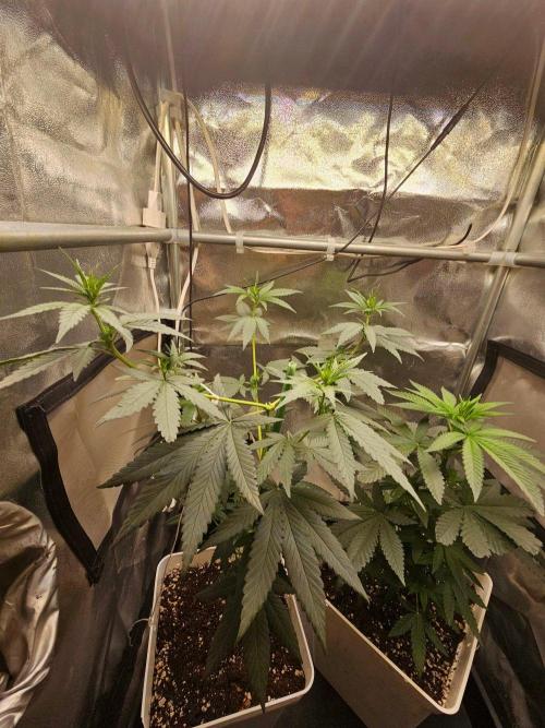 LORD KUSH...Delicious Seeds 2026 Contest. Week 8