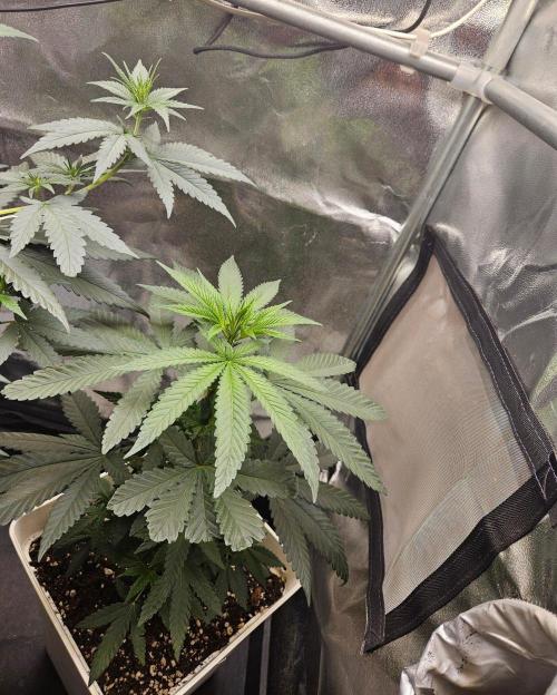 Lord Kush. Week 8