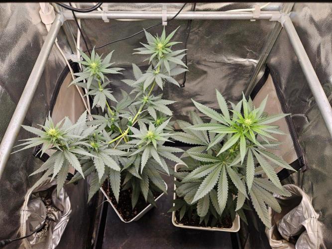 LORD KUSH...Delicious Seeds 2026 Contest. Week 9