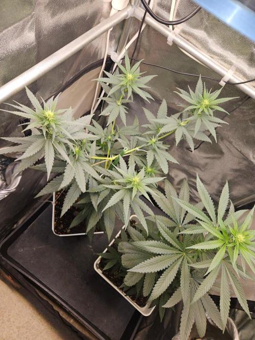 LORD KUSH...Delicious Seeds 2026 Contest. Week 9