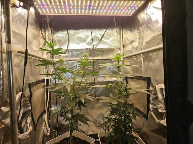 LORD KUSH...Delicious Seeds 2026 Contest. Week 9