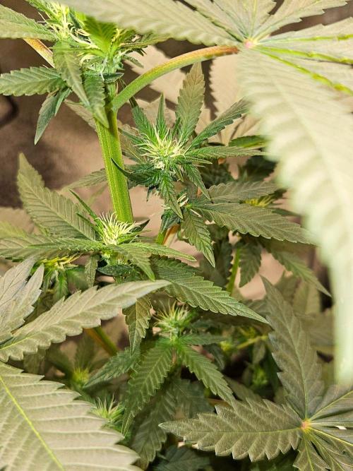LORD KUSH...Delicious Seeds 2026 Contest. Week 9