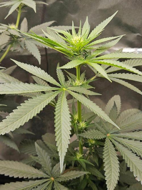 LORD KUSH...Delicious Seeds 2026 Contest. Week 9