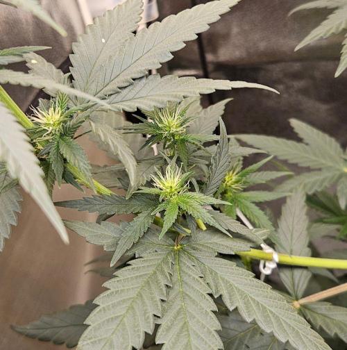 LORD KUSH...Delicious Seeds 2026 Contest. Week 9