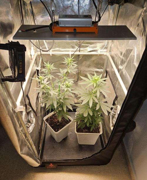 LORD KUSH...Delicious Seeds 2026 Contest. Week 9