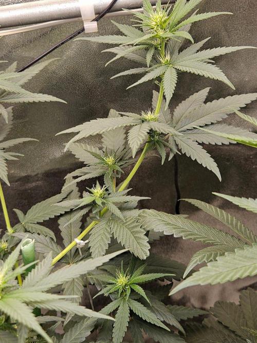 LORD KUSH...Delicious Seeds 2026 Contest. Week 9
