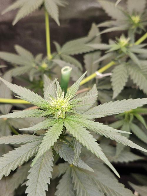 LORD KUSH...Delicious Seeds 2026 Contest. Week 9