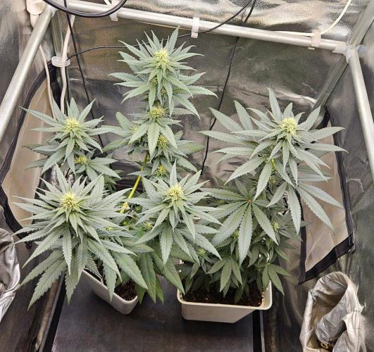 LORD KUSH...Delicious Seeds 2026 Contest. Week 11