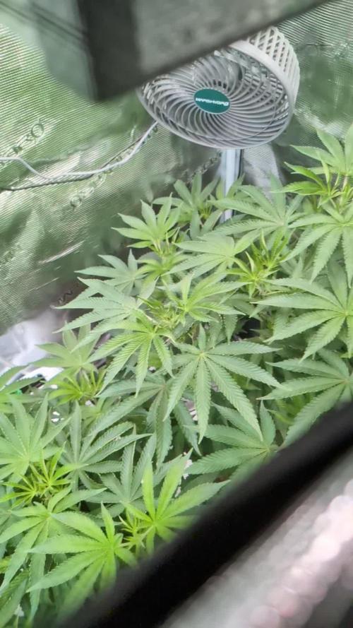 The PhenoHunt 2025 "La Chanvriere"