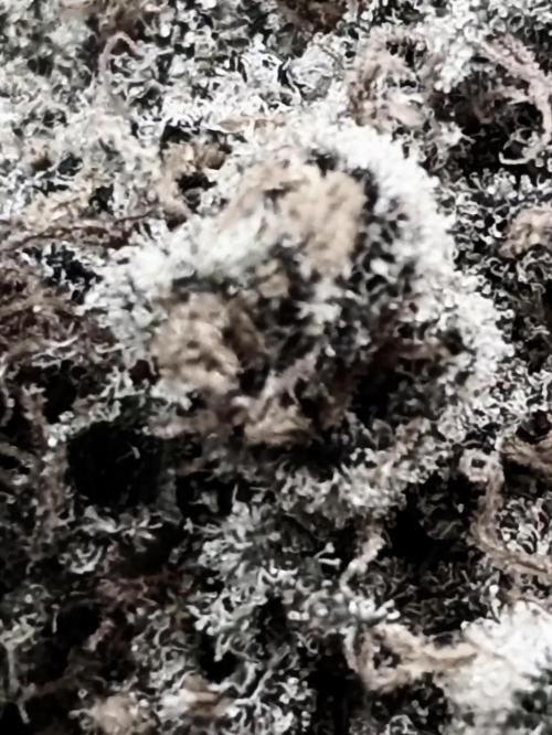 The PhenoHunt 2025 "La Chanvriere"