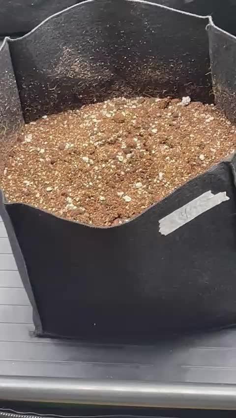 Purple Punch Auto - Genetic Mutation