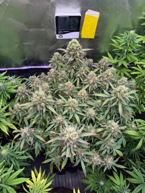 Purple Punch Auto - FIRST TIME. Week 8