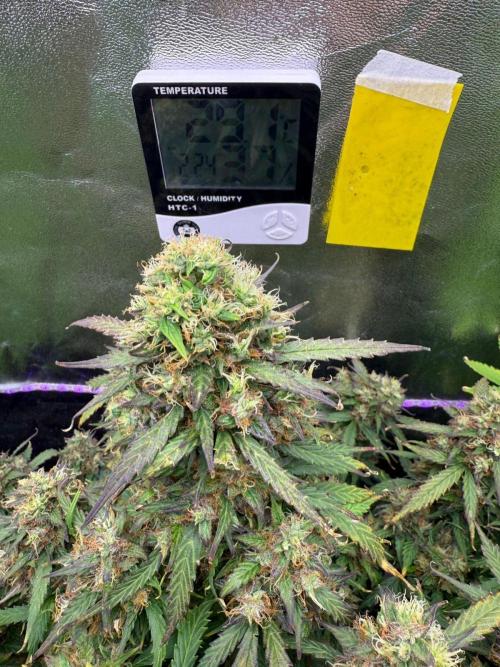 Purple Punch Auto - FIRST TIME. Week 8