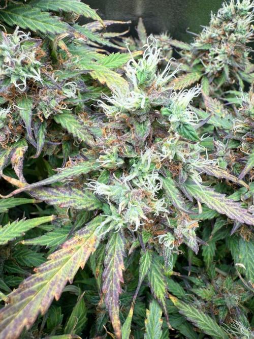 Purple Punch Auto - Genetic Mutation. Week 9