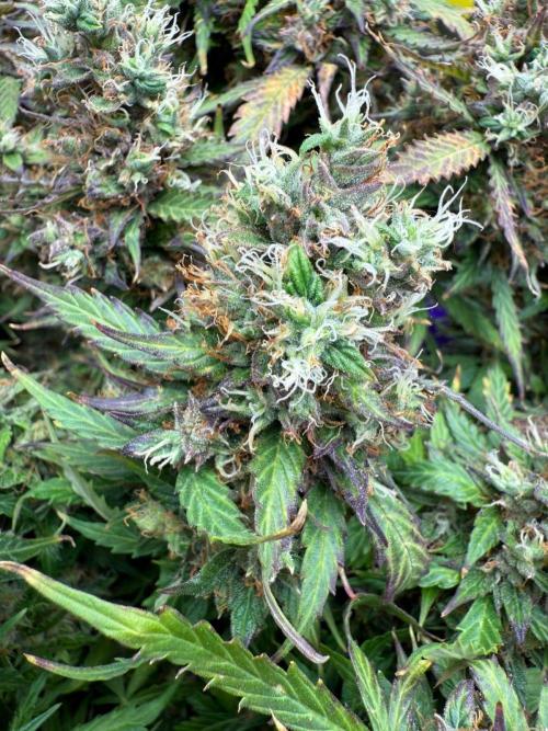 Purple Punch Auto - Genetic Mutation. Week 9