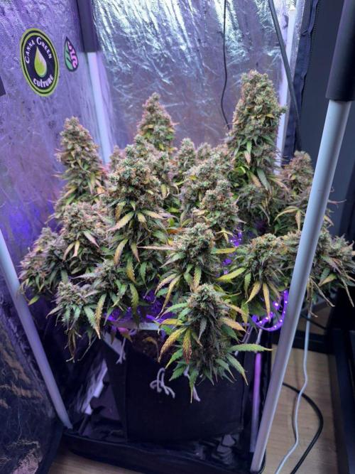 Purple Punch Auto - Genetic Mutation. Week 10