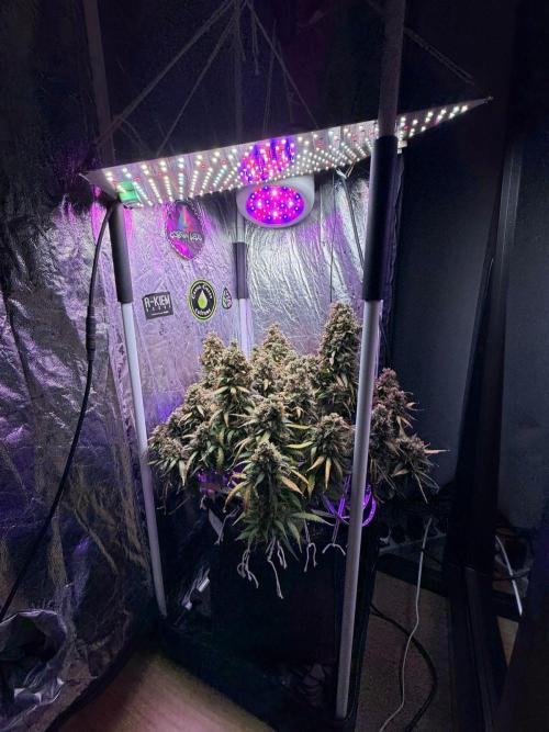 Purple Punch Auto - Genetic Mutation. Week 10