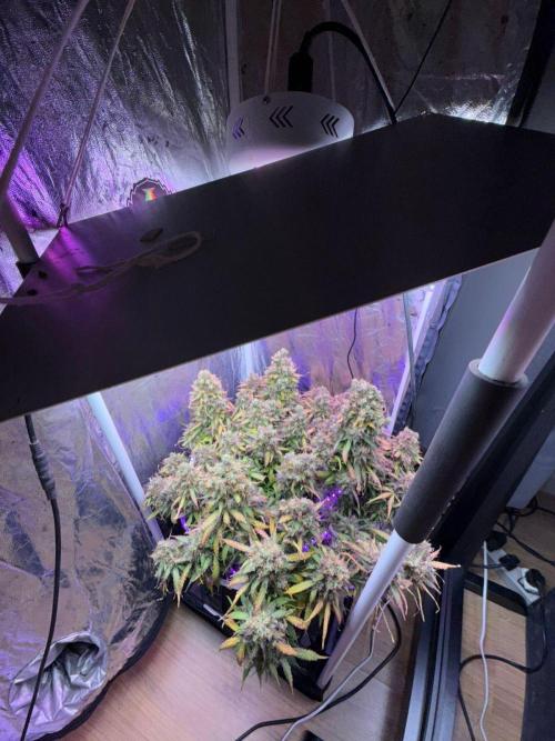 Purple Punch Auto - Genetic Mutation. Week 10