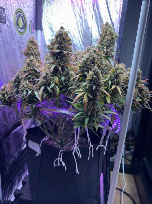 Purple Punch Auto - Genetic Mutation. Week 10