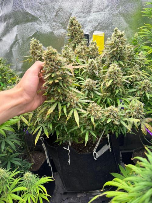 Purple Punch Auto - Genetic Mutation. Week 9