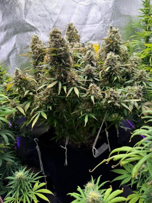 Purple Punch Auto - Genetic Mutation. Week 9